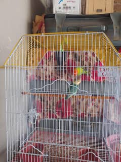 good health good loock urgent sale with cage urgent sale