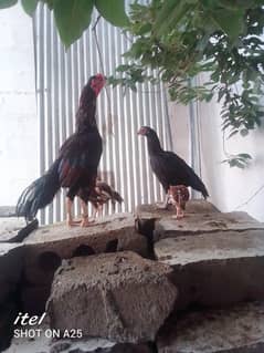 aseel with two hens and two chicks for sale