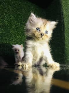 Kitten pair