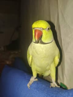 parrot