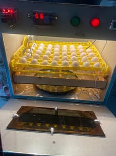 Silky white chicken fertile egga