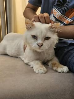 Persian Cat