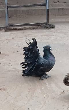 Black breeder male