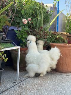 Two
