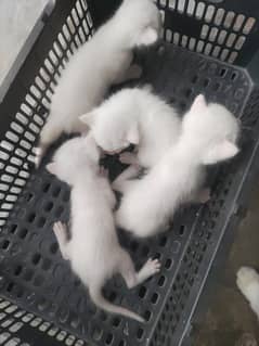 New born cat all in white color