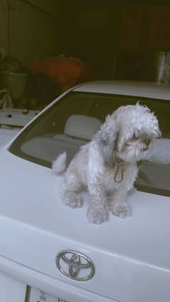 shih