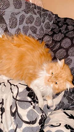 Persian cat