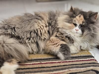 Persian calico cat