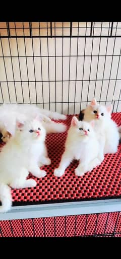 blue eyes white Persian kitten|Triple long coat |WhatsApp. 03250387943
