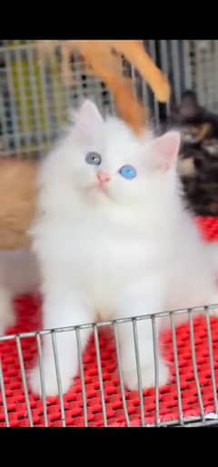 blue eyes white Persian kitten|Triple long coat |WhatsApp. 03250387943