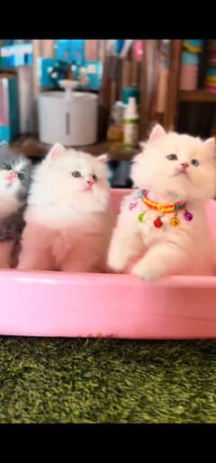 blue eyes white Persian kitten|Triple long coat |WhatsApp. 03250387943