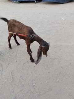 for sale white bakri 11 . months age gulabi h puri   brown Wala Bakra h