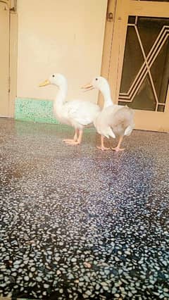 duck