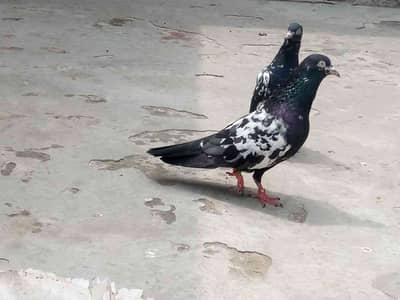 محسن رضا گل