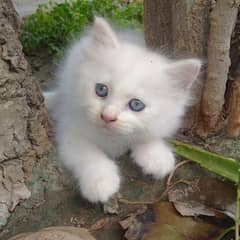 Persian
