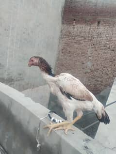 shamo aseel