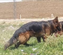 pink pedigree male only for cro//ss