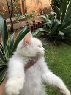 Persian cat for sale