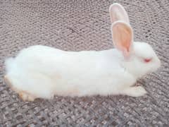 red eyes rabbit