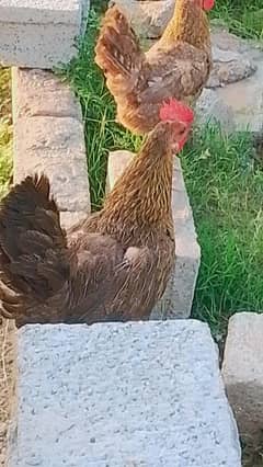 golden misri hen