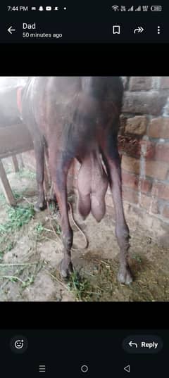 Bakri