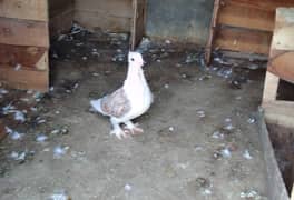 Breeder