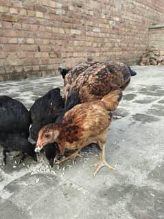 7 chiks and mother for sale Whatsapp no 03167791454