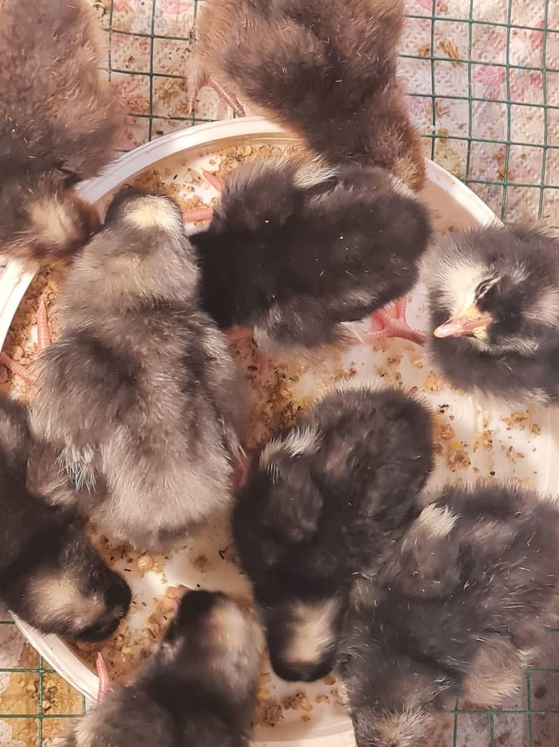 Brooder and incubator 1