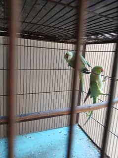 parrot