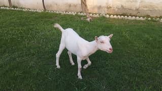 Teddi bakri
