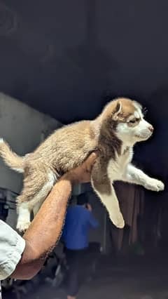 Siberian husky puppy for sale