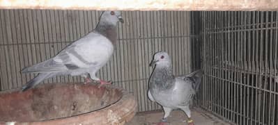 subz pary pair and pathay