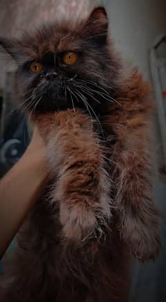 Persian