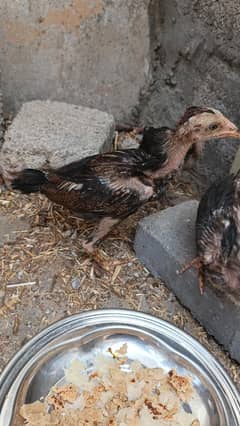 ASEEL LASANI CHICKS