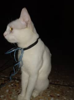 Persian