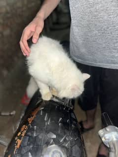 Persian cat