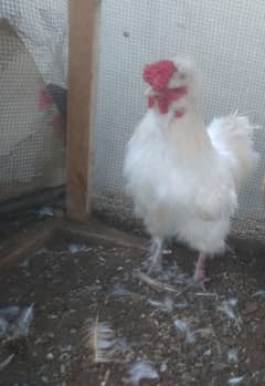 Silkie Male, Bentum Male and Aseel female contact watsapp03433041059