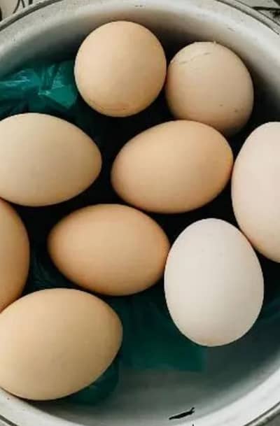 aseel and misri eggs