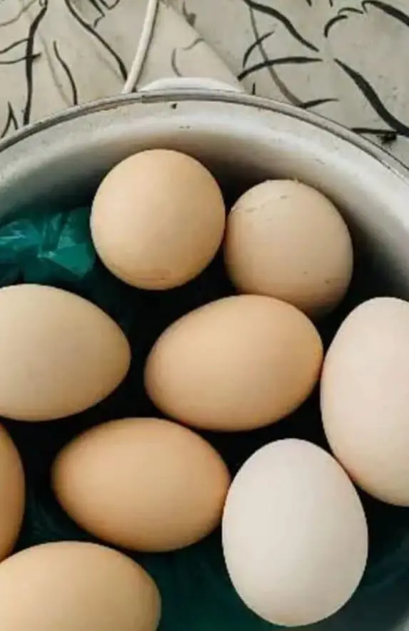 aseel and misri eggs — photo 2