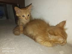 Persian cats Pair