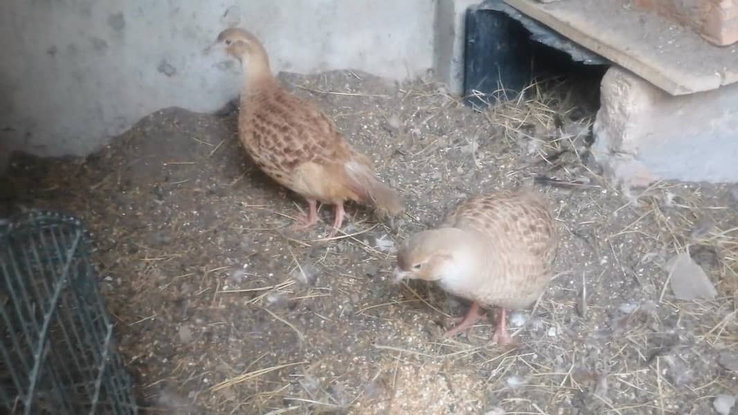 Irani/Dakni cross male female Teetar available 2