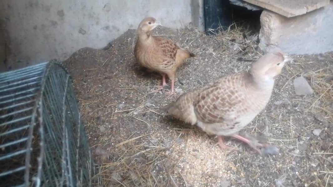 Irani/Dakni cross male female Teetar available 4