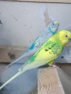 bajri birds sale price 1000 location nursery PECHS block 6