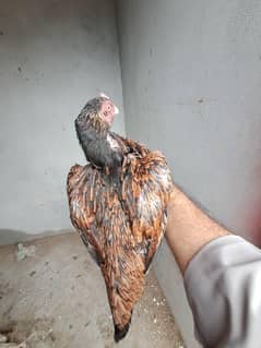 Amroha merithi high class aseel hen available