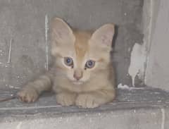 persian kitten 