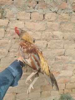 Champion saleta blood line pair