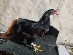 BANTEM HENS FOR SALE 6000RS