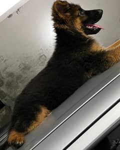 German shepherd Dog| GSD puppies|  pedigree puppy | black Gsd