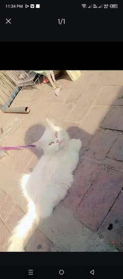 Persian female cat for sale