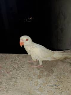 RECGNACK Hai parrots red Blue eyes  abhi bolna Nahin sikha